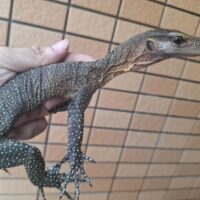 カールシュミットモニター（約60cm）
