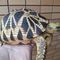 ビルマホシガメ（甲長約18cm）オス 登録番号250-006655号（2030年9月2日まで）