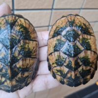 スジクビヒメニオイガメ（甲長約8～9cm）CBメス