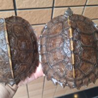 オオヤマガメ（甲長約12,5～13cm）