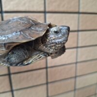 オオヤマガメ（甲長約12,5～13cm）