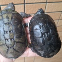 ヒメハコヨコクビガメ（甲長約9～9,5cm）WCオス