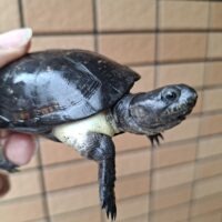 ヒメハコヨコクビガメ（甲長約9～9,5cm）WCオス