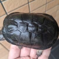 ヒメハコヨコクビガメ（甲長約9,5cm）WCメス