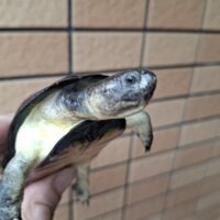 ヒメハコヨコクビガメ（甲長約9,5cm）WCメス