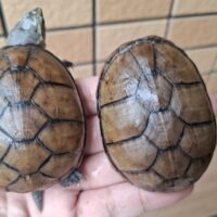 ミシシッピドロガメ（甲長約6,5～7cm）CBオス