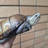 ミシシッピドロガメ（甲長約6,5～7cm）CBオス