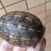 ミスジドロガメ（甲長約6,5cm）CBメス