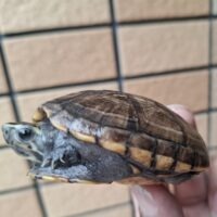 ミスジドロガメ（甲長約6,5cm）CBメス