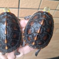 チュウゴクセマルハコガメ（甲長約7,5cm）