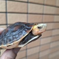 チュウゴクセマルハコガメ（甲長約7,5cm）