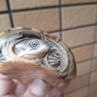 アダンソンハコヨコクビガメ（甲長約11cm、12,5cm）WCペア