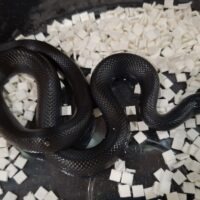 メキシカンブラックキングスネーク（25CB）