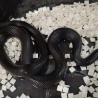 メキシカンブラックキングスネーク（25CB）