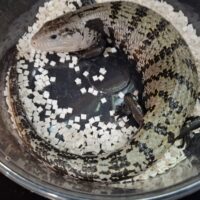 アザンアオジタトカゲ
