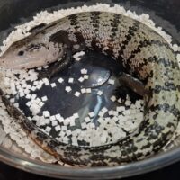 アザンアオジタトカゲ