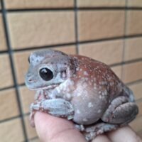 ブルーイエアメガエル（スノーフレークエクリプス）メス