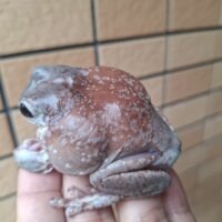 ブルーイエアメガエル（スノーフレークエクリプス）メス