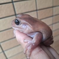 イエアメガエル（エクリプス）メス