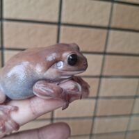 イエアメガエル（エクリプス）メス