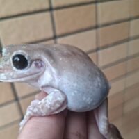 ブルーイエアメガエル（エクリプス）メス