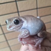 ブルーイエアメガエル（エクリプス）メス