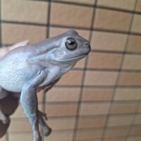 ブルーイエアメガエル（アダルトメス）