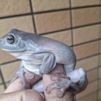 ブルーイエアメガエル（アダルトメス）