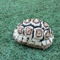ソマリアリクガメ（甲長約17cm）国内CB