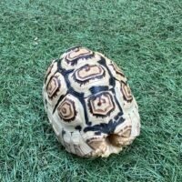 ソマリアリクガメ（甲長約17cm）国内CB