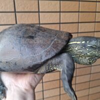 オオアタマクサガメ（甲長約25cm）頭幅約50mmオーバー