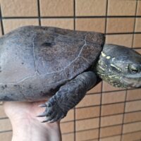 オオアタマクサガメ（甲長約25cm）頭幅約50mmオーバー