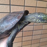 オオアタマクサガメ（甲長約20cm）頭幅約45mmオーバー