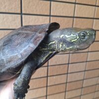 オオアタマクサガメ（甲長約20cm）頭幅約45mmオーバー