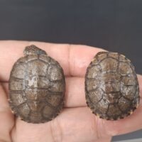 トゥルカナハコヨコクビガメ（26CB）