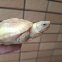 T-アルビノクサガメ（甲長約5,5cm）25CB