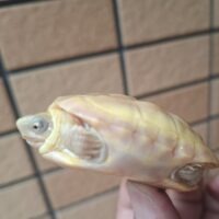T-アルビノクサガメ（甲長約5,5cm）25CB