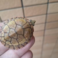 スジクビヒメニオイガメ（26CB）
