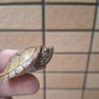 スジクビヒメニオイガメ（26CB）