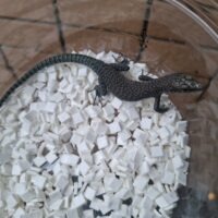 ダルマチアトガリハナカナヘビ