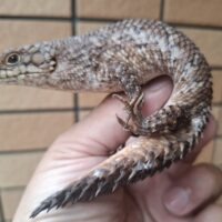 ストケスイワトカゲ（25CB）