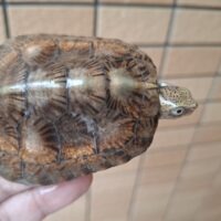 ジャノメイシガメ（甲長約7,5cm）