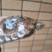 ジャノメイシガメ（甲長約7,5cm）