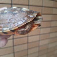 ミスジハコガメ(甲長約12cm)