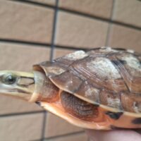 ミスジハコガメ(甲長約12cm)