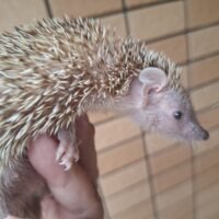 ヒメハリテンレック（24CB）メス（出産経験あり）