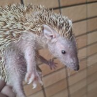 ヒメハリテンレック（24CB）メス（出産経験あり）