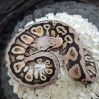 ボールパイソン（パステルサイプイレススポットノーズhetクラウン）26CB オス