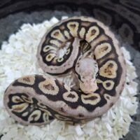 ボールパイソン（パステルサイプイレススポットノーズhetクラウン）26CB オス