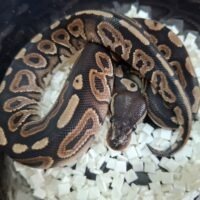 ボールパイソン（ブラックパステルhetゴースト）26CB オス